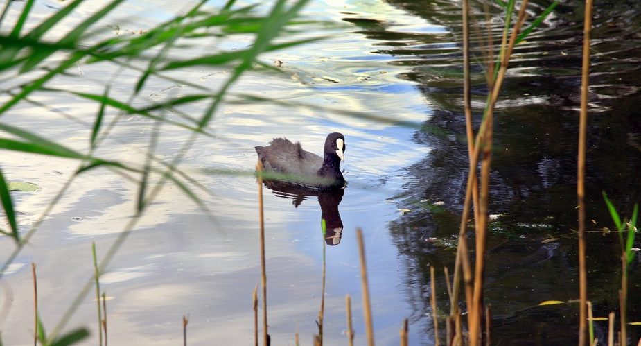 Burgleweg-Hattersheim (3) Burgleweg Hattersheim