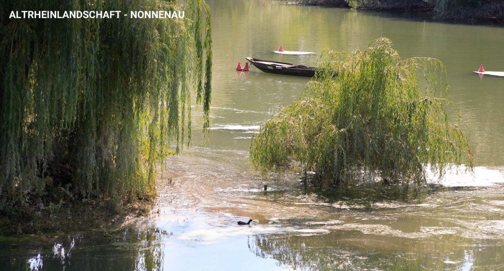 Fähre Nonnenau & Altrheinlandschaft
