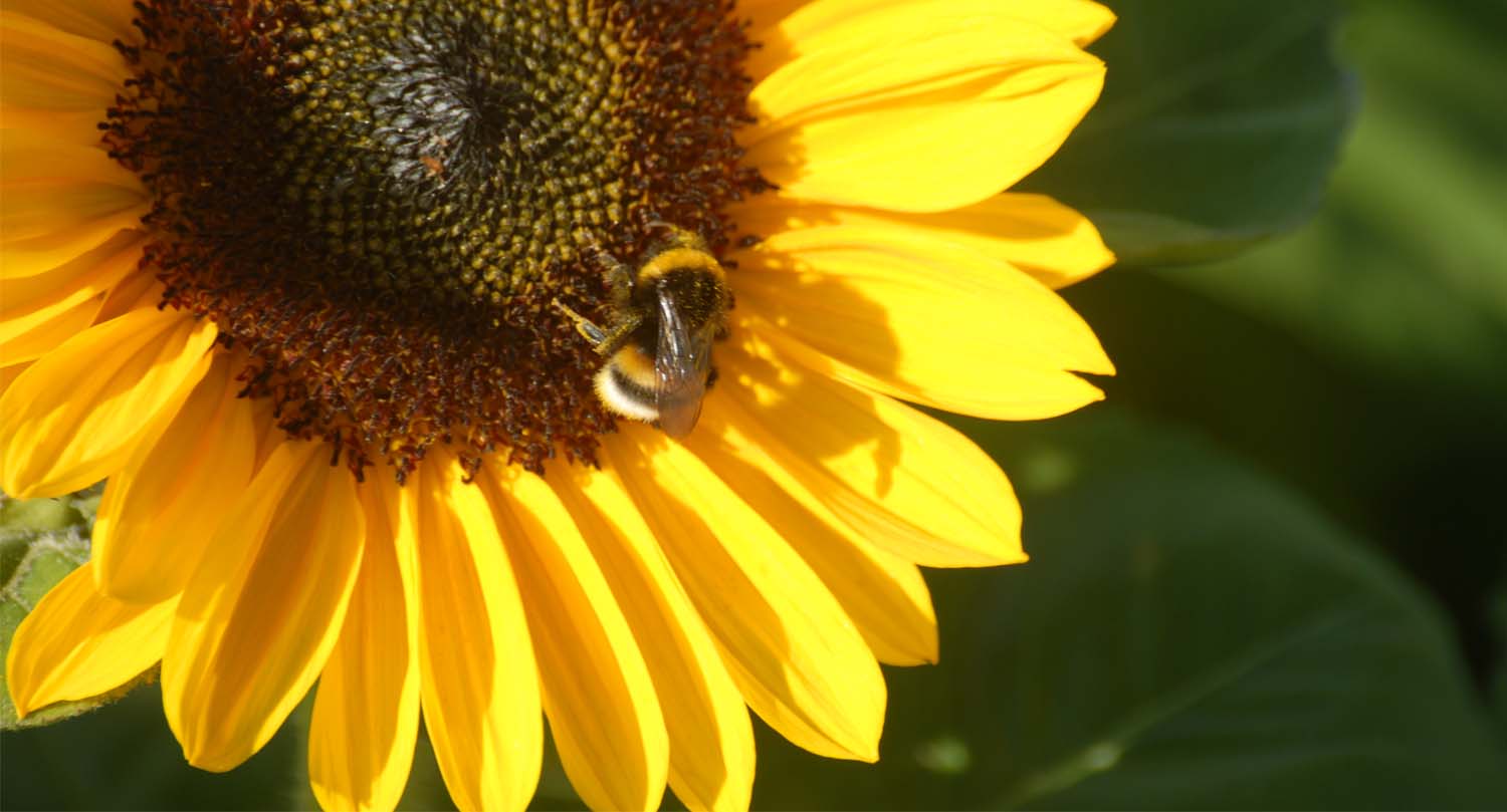 birkenhof hofstation