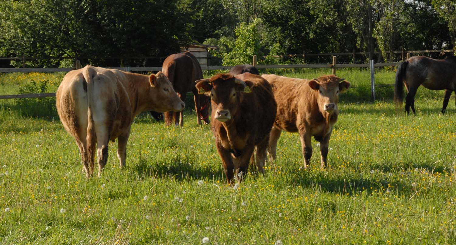 birkenhof hofstation
