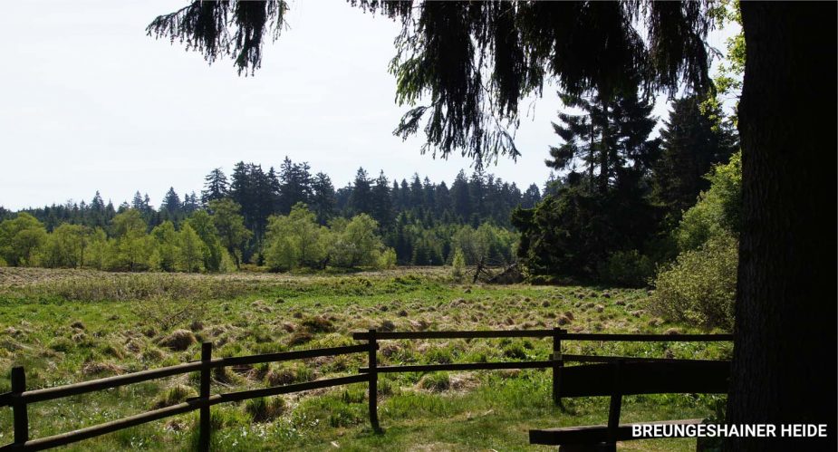 breungeshainer-heide breungeshainer-heide