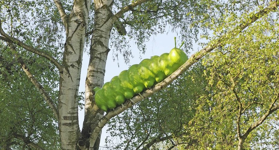 dicke raupe grüngürtel