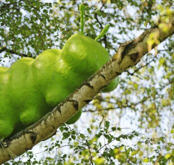 dicke raupe grüngürtel