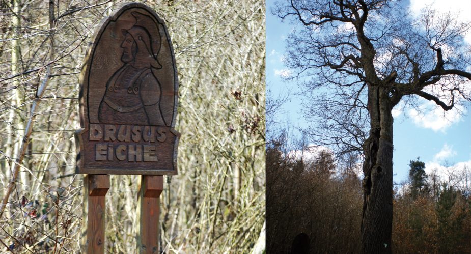 drusus-eiche