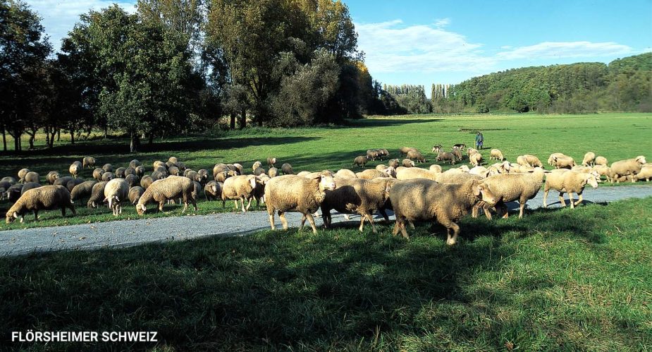 flörsheimer schweiz