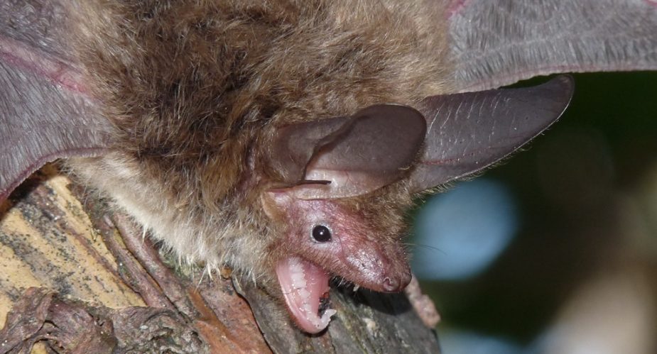 grüner-ring-hanau-001 grüner ring hanau