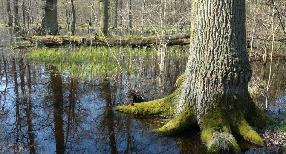 grüner-ring-hanau-003 grüner ring hanau