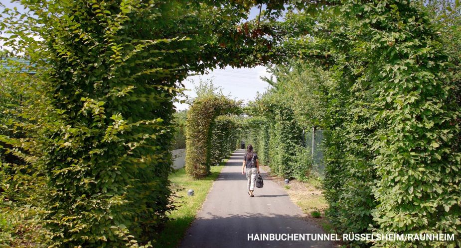hainbuchentunnel