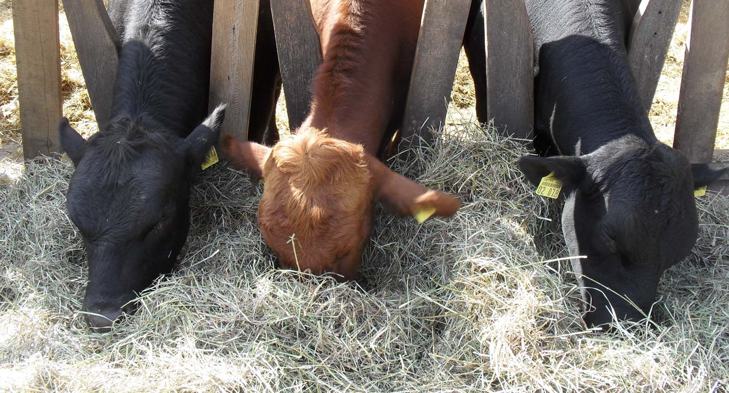 hofgut-patershausen-hofstation3 hofgut patershausen hofstation