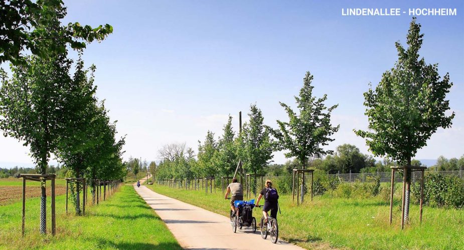 lindenallee-hochheim lindenallee hochheim