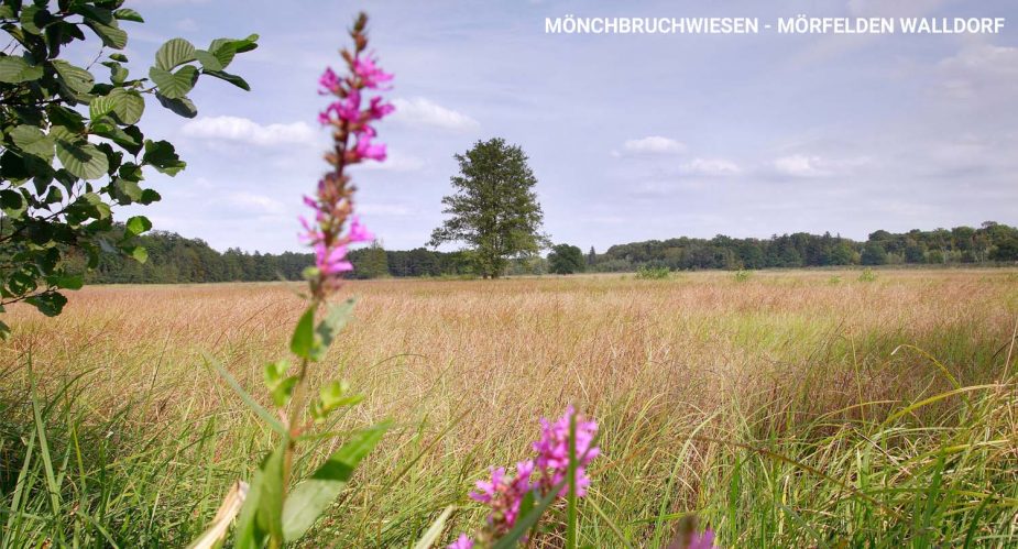 mönchbruchwiesen2