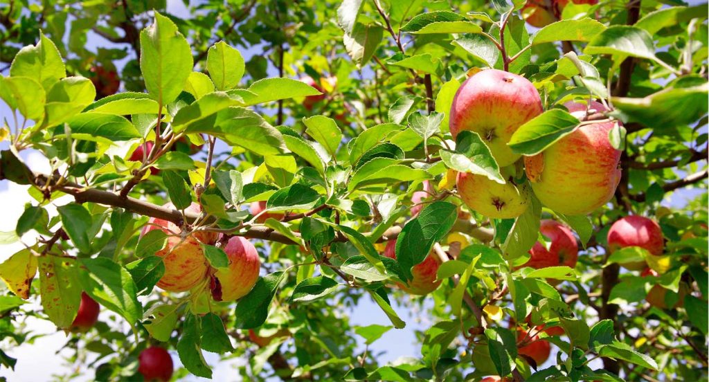 mönchhofobst hofstation