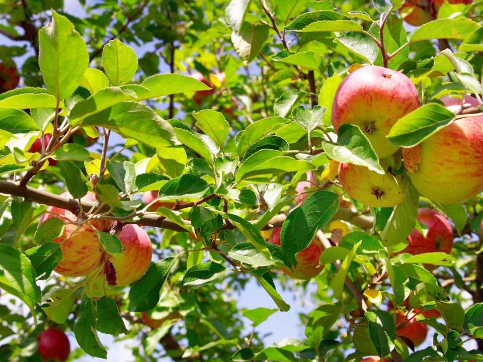 mönchhofobst hofstation