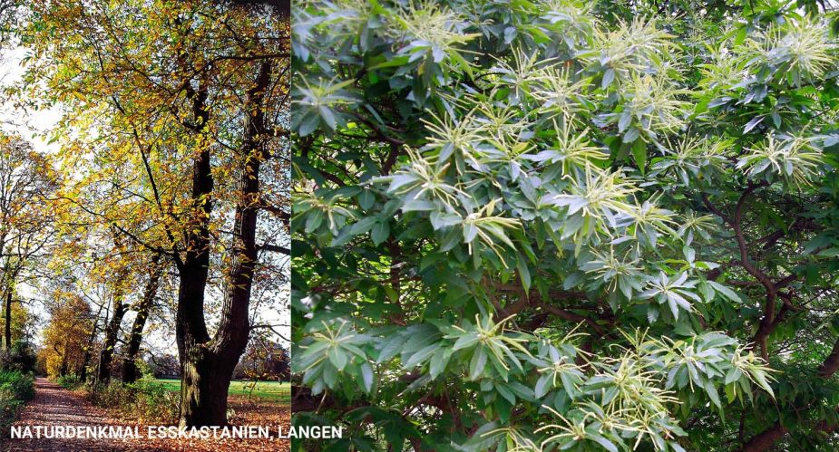naturdenkmal-esskastanien-langen naturdenkmal-esskastanien-langen