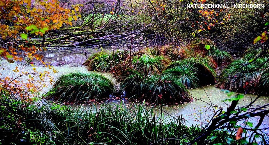 naturdenkmal-kirchborn