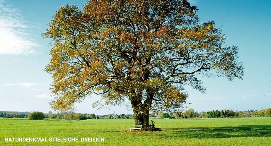 naturdenkmal-stieleiche