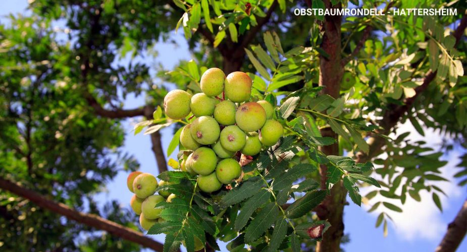 obstbaumrondell-hattersheim obstbaumrondell hattersheim