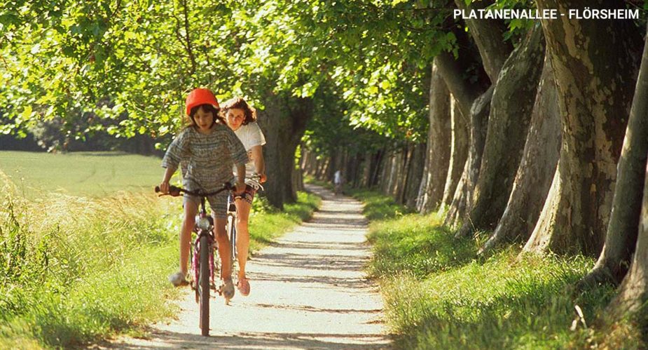 platanenallee-flörsheim-2