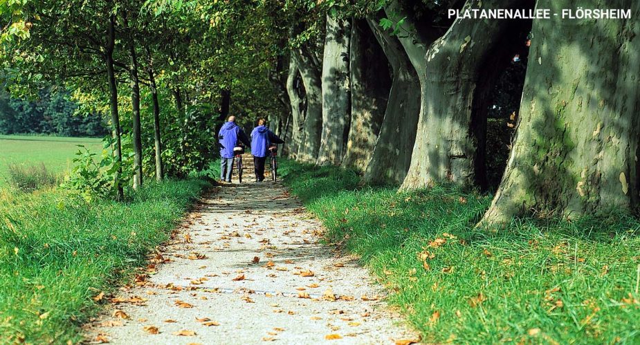 platanenallee-flörsheim