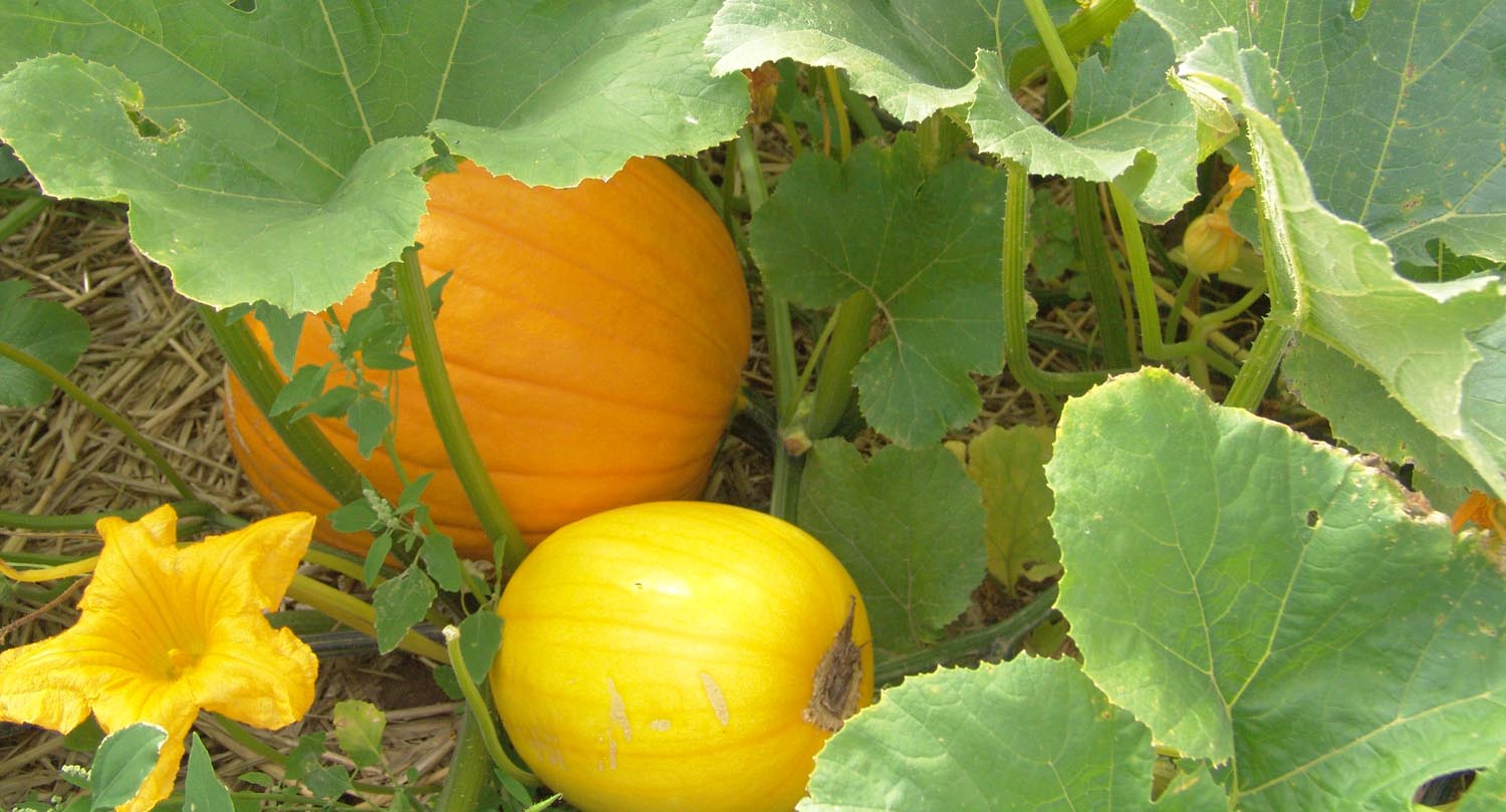 reinhardtshof-hofstation2 reinhardtshof hofstation