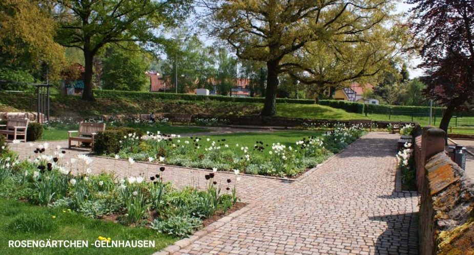 rosengärtchen-gelnhausen2 rosengärtchen gelnhausen