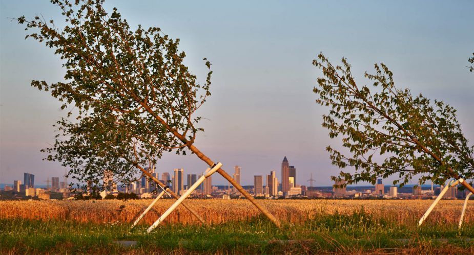 schiefer wald slider