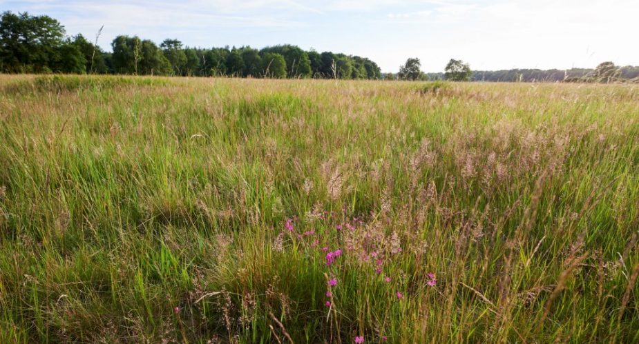 schwanheimer wiese blueten stefan cop