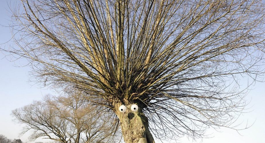 struwwelpeter baum grüngürtel