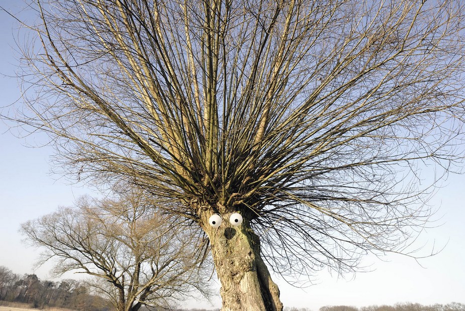 struwwelpeter baum grüngürtel