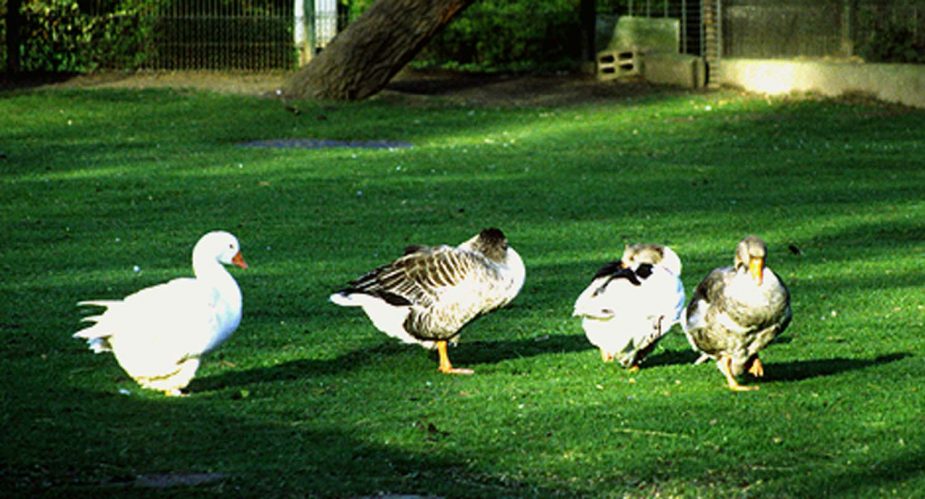 tiergehege-hattersheim tiergehege hattersheim