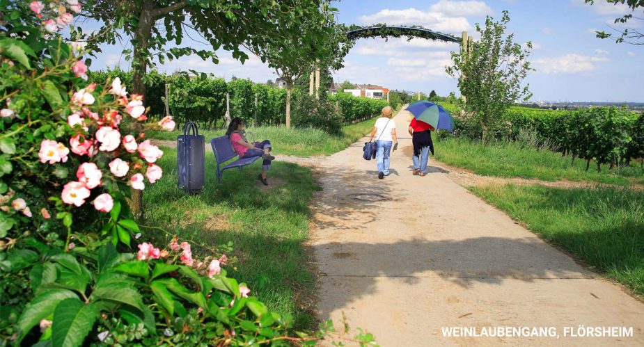 weinlaubengang-flörsheim weinlaubengang-flörsheim