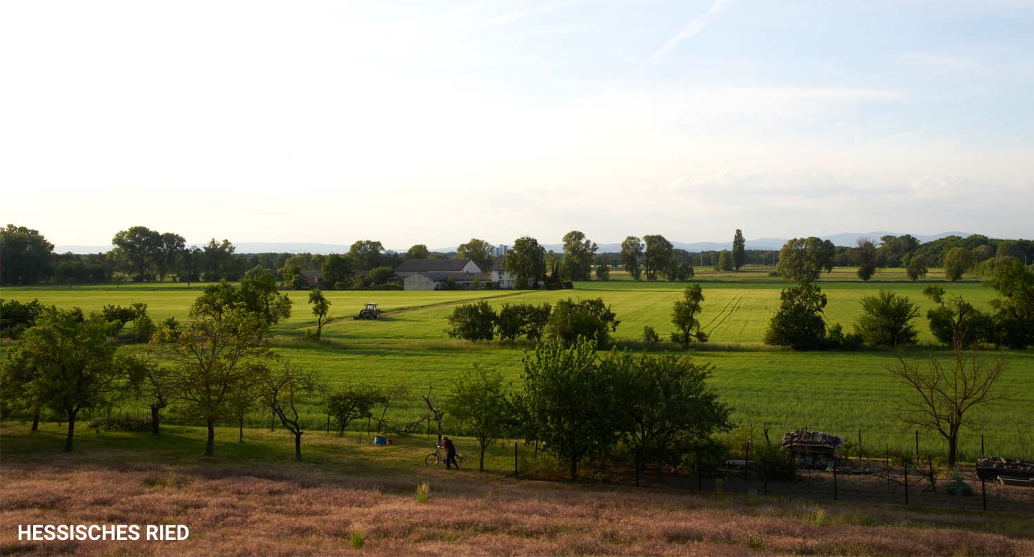 hessisches ried
