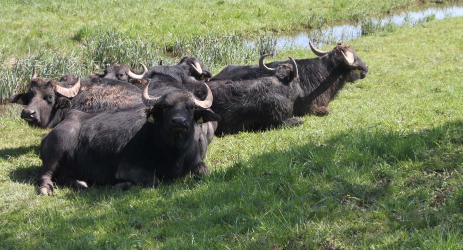 kinzigroute4 kinzigroute