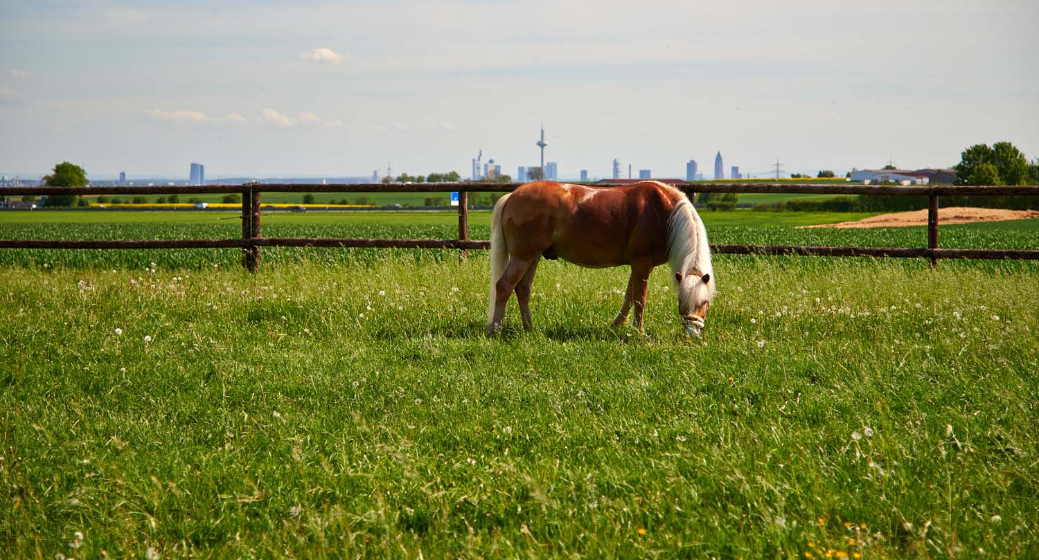 kronenhof hofstation