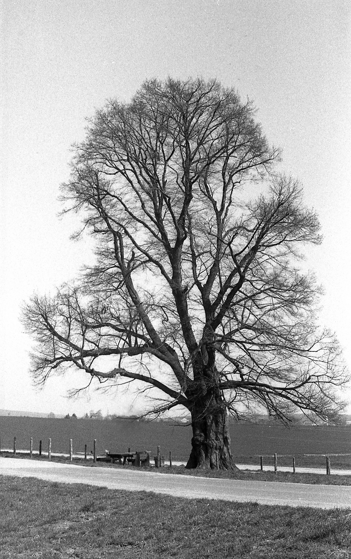 Lindenbaum-Oberursel (2)