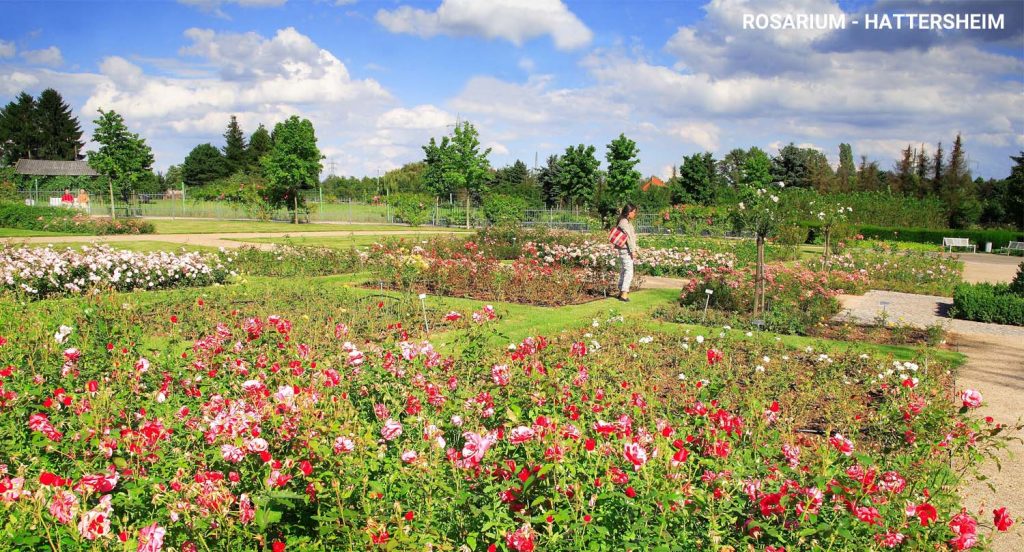 rosarium hattersheim