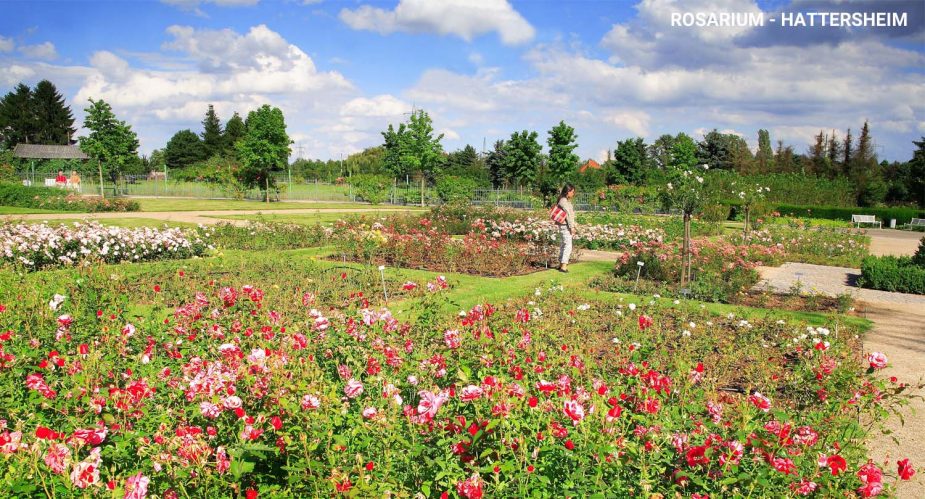 rosarium hattersheim