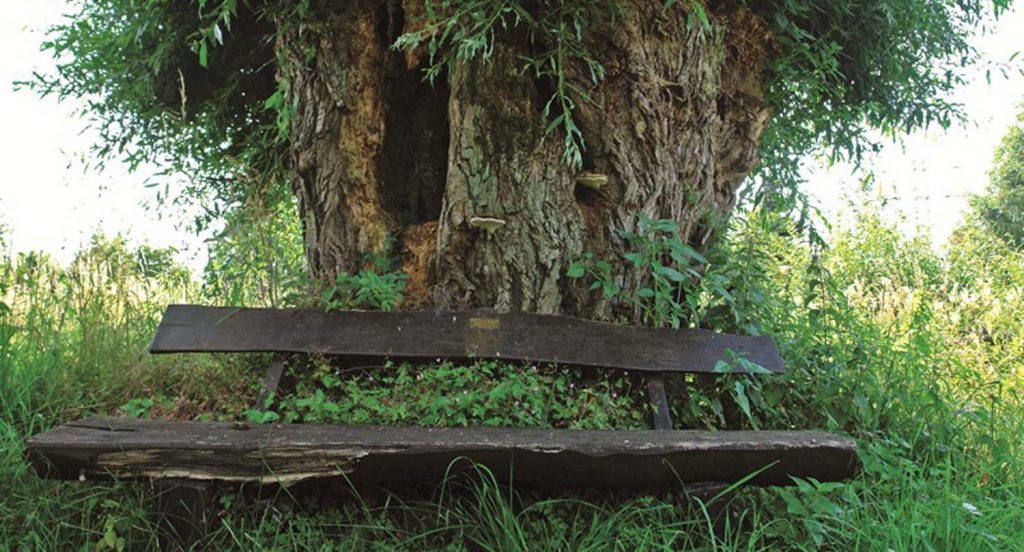 Kopfweide bei Ranstadt