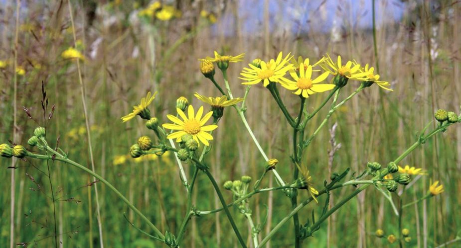 rudingshain-bergwiesen rudingshain-bergwiesen