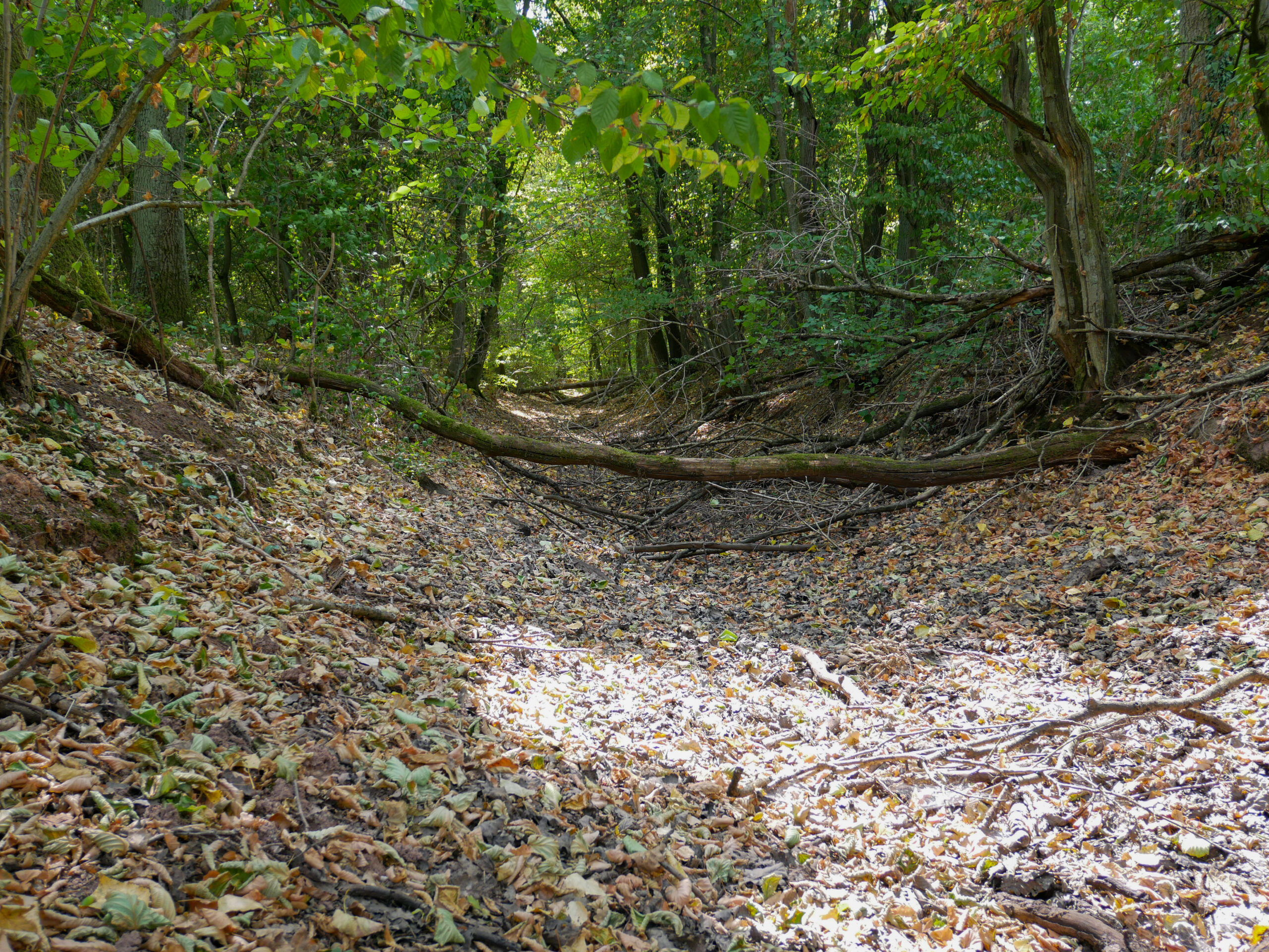 Dreieicher Ringelandwehr_LL (2)