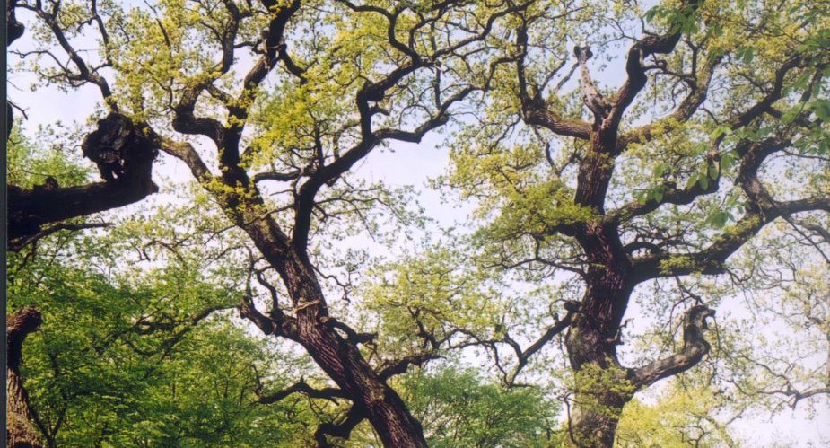 Schwanheimer Eiche 004