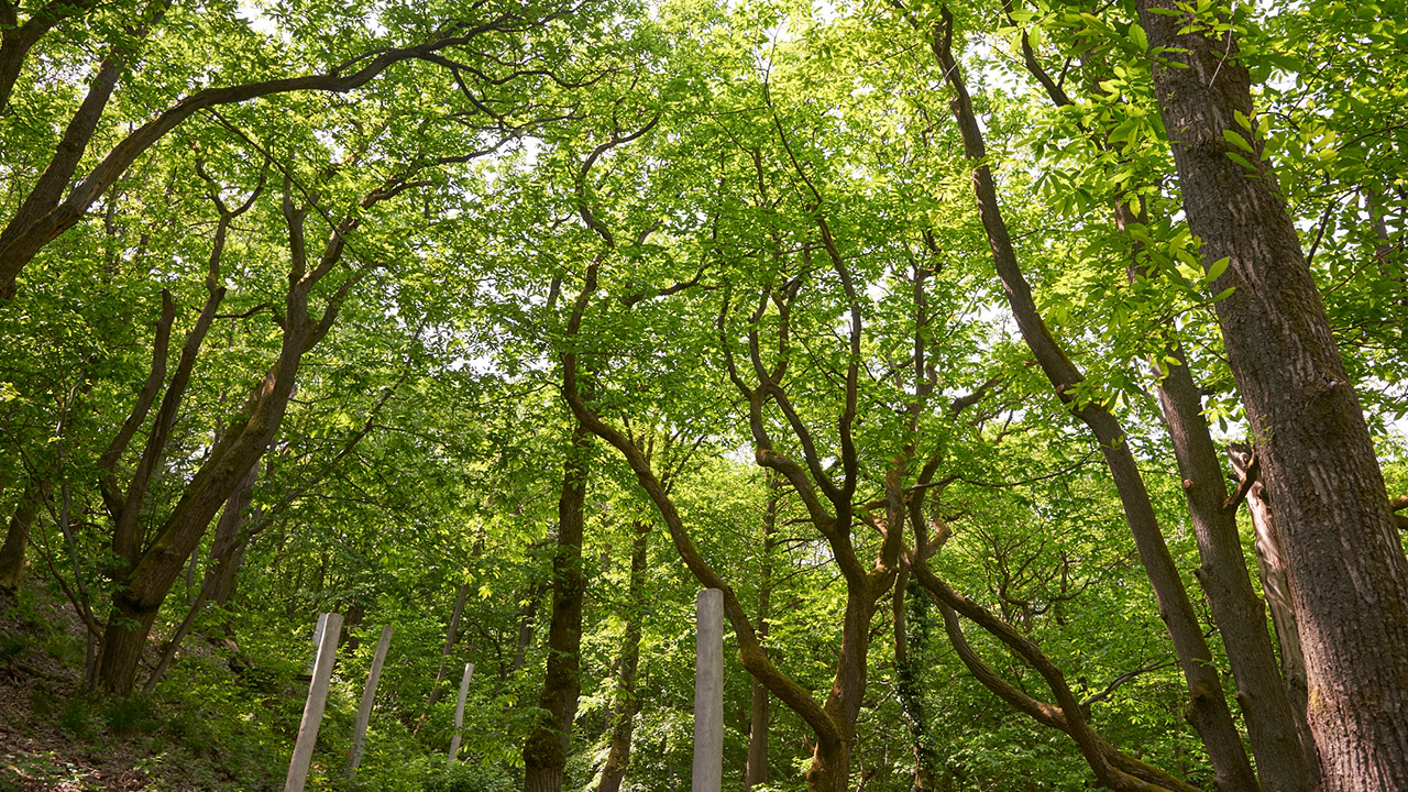 Stefan Cop - Kastaneum -Kronberg (7)