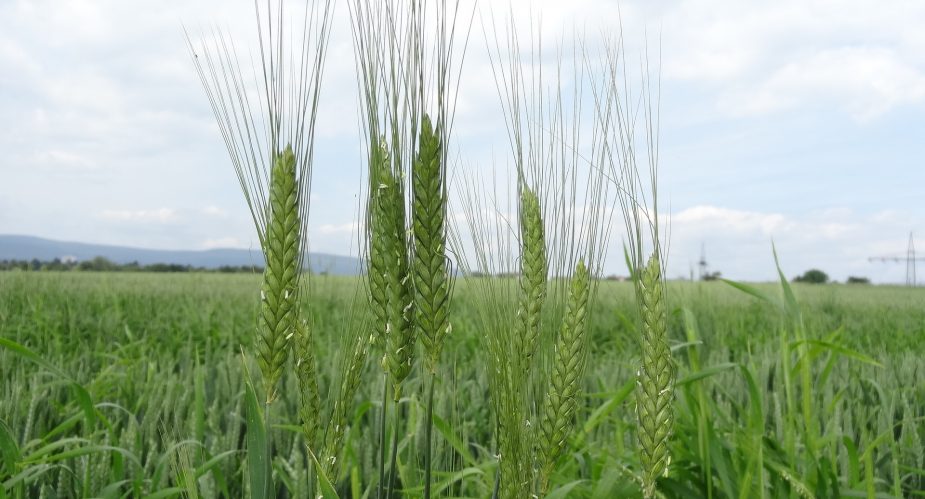 agrar-kultur-achse (6) agrar-kultur-achse (6)