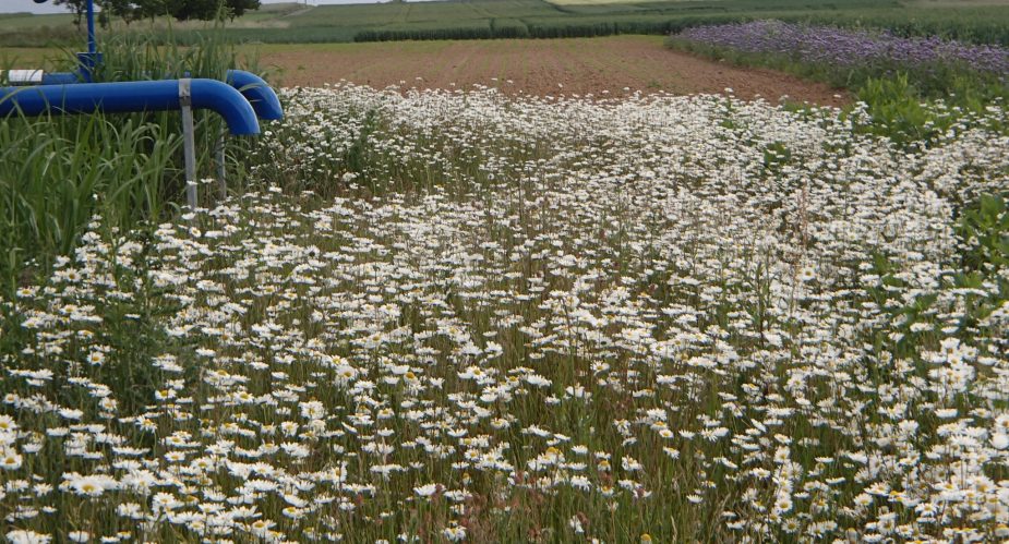 OLYMPUS DIGITAL CAMERA OLYMPUS DIGITAL CAMERA