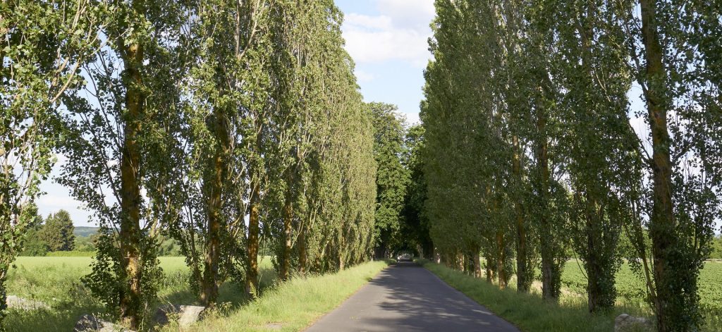 Führung Gustavgarten - 25.05.2025
