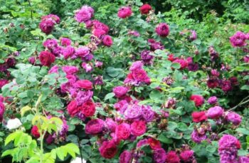 Steinfurther Rosentage - 14.06.2025