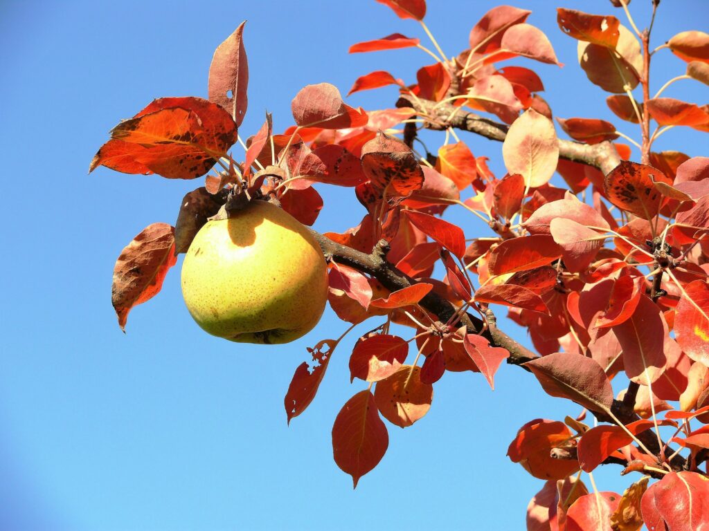 Frankfurter „Äppeltour“ 2025 - 18.05.2025