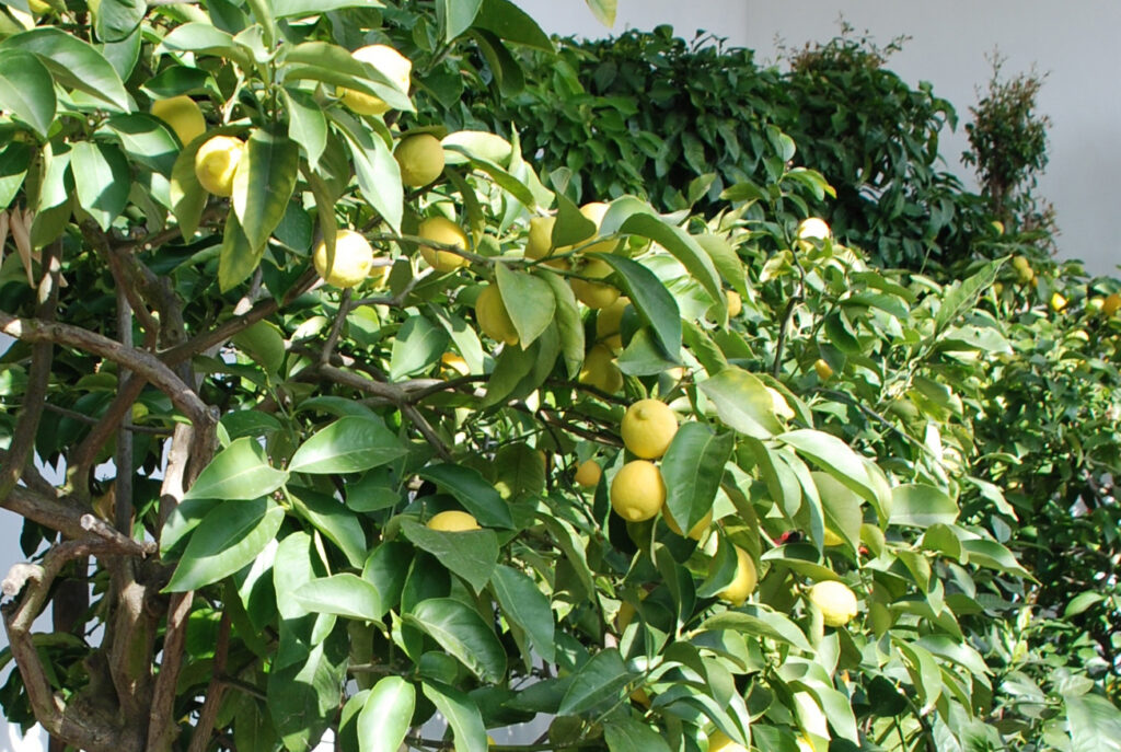 Von der Zitrone zur Limonade - 30.08.2025