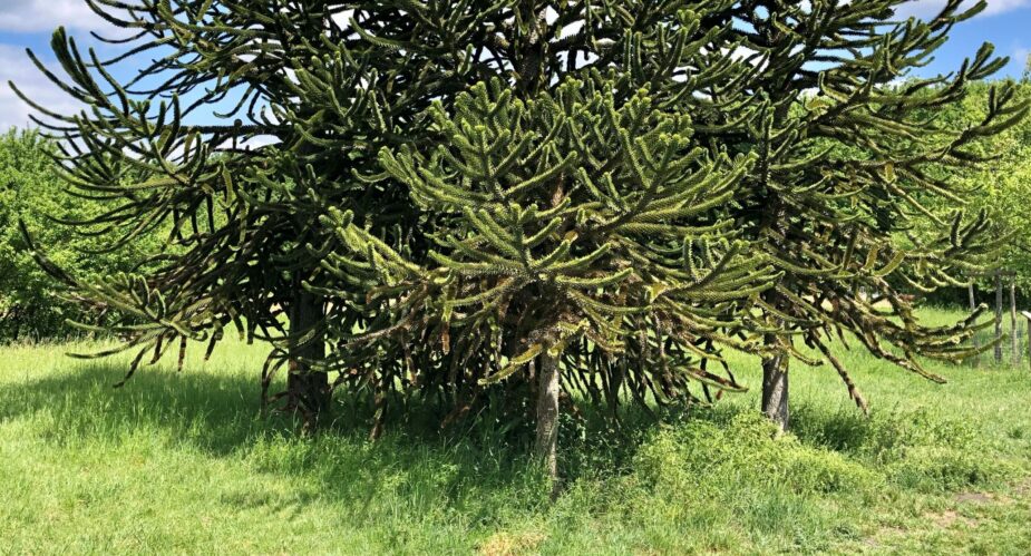 arboretum5 arboretum5