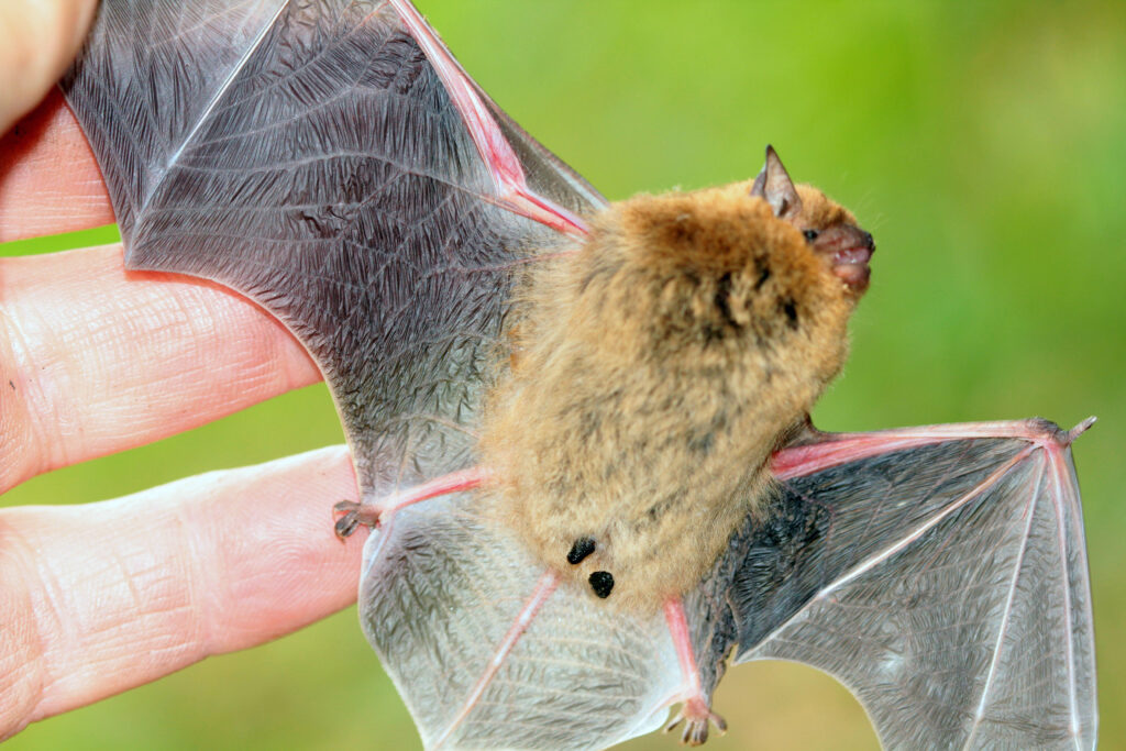 Fledermausführung - 09.05.2025